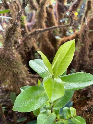 Anini