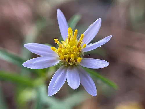 Alexander's Rock Aster