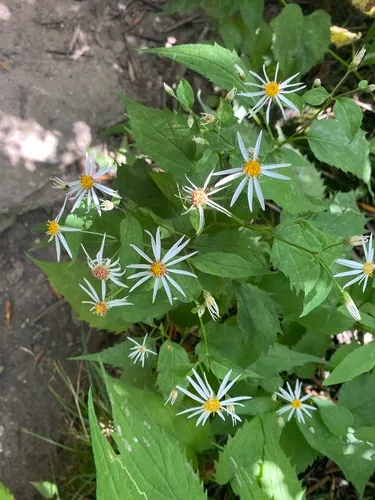 Mountain Aster — photo by florriefunk