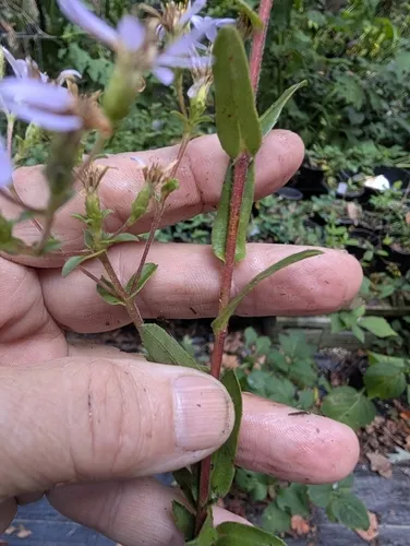 Slender Aster — photo by Karen
