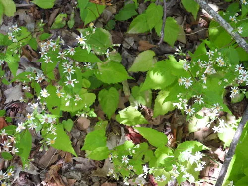 White Wood Aster — photo by Michael John Oldham