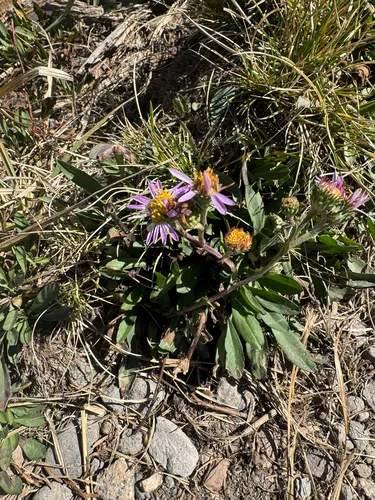Thickstem Aster — photo by Jefe43