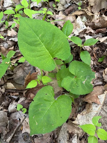 Bigleaf Aster