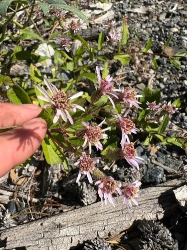 Subalpine Aster — photo by schaeferross82