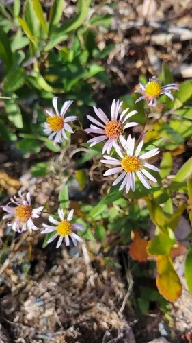 Low Rough Aster — photo by Amy Frost-Wicks