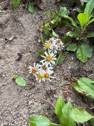 Roughleaf Aster — photo by barry_thomson