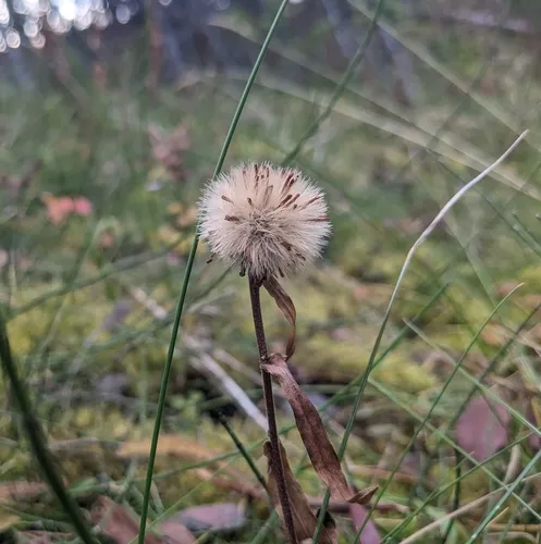 Arctic Aster — photo by Mic