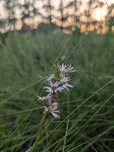 Apalachicola Aster
