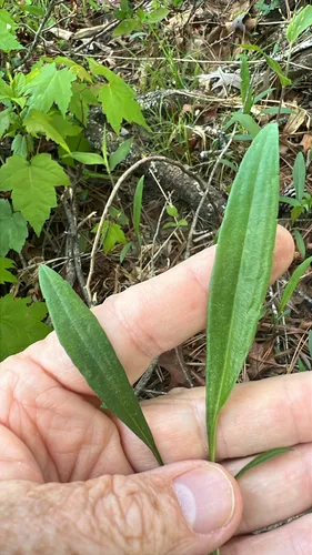 Creeping Aster