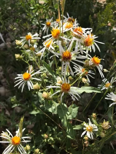 Wasatch Aster — photo by Jackie Grant