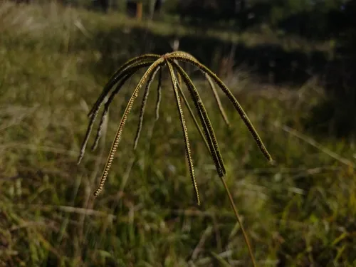 Weeping Fingergrass