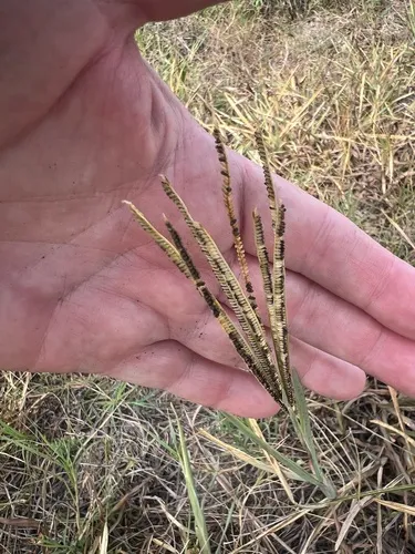 Saltmarsh Fingergrass — photo by James K. Wetterer