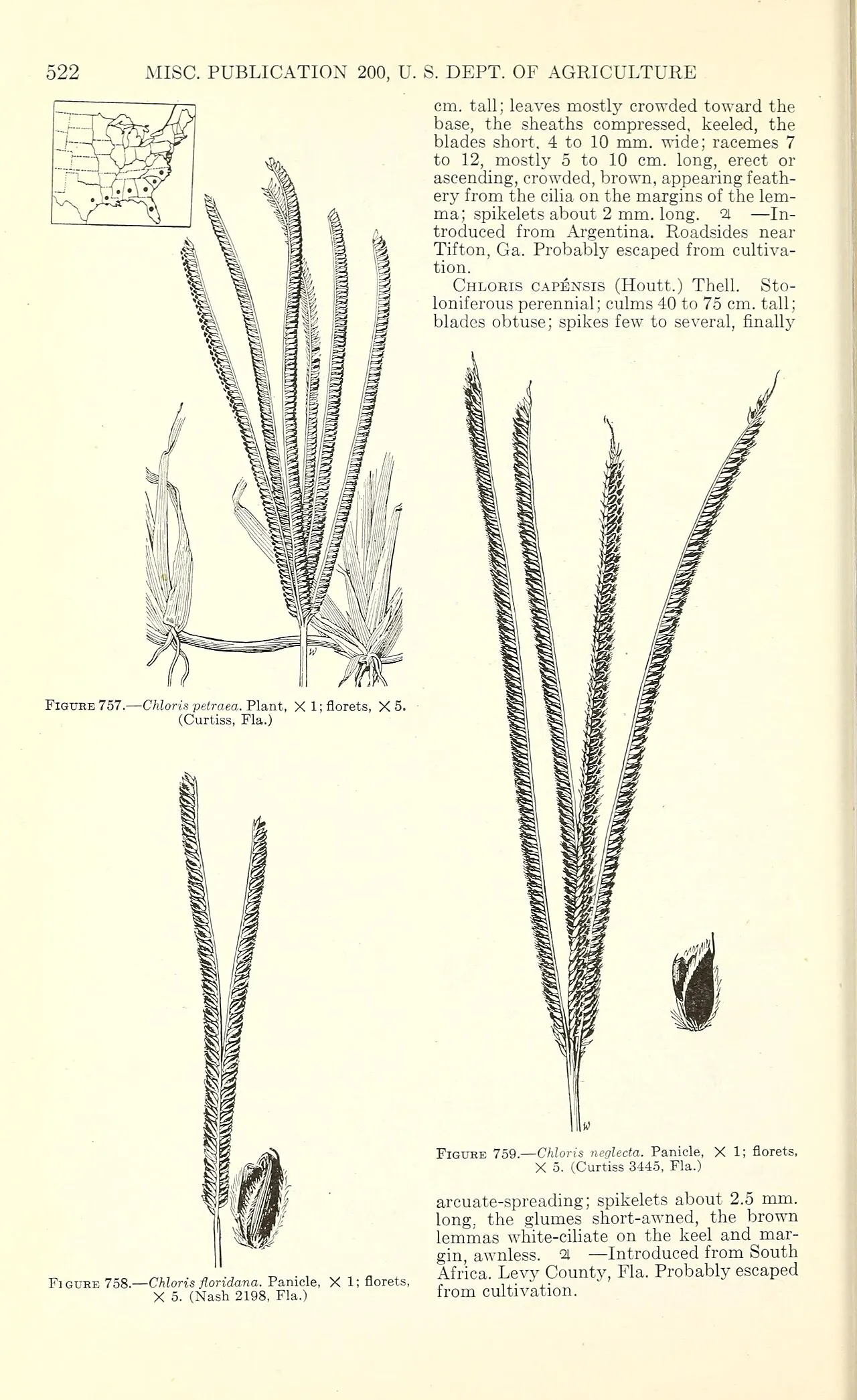 Fourspike Fingergrass