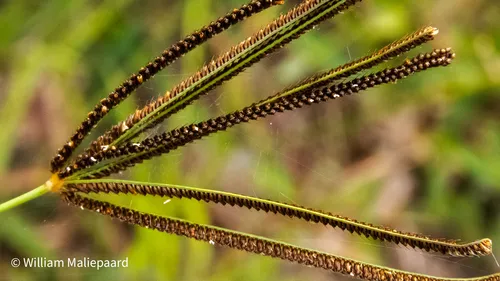 Caribbean Fingergrass