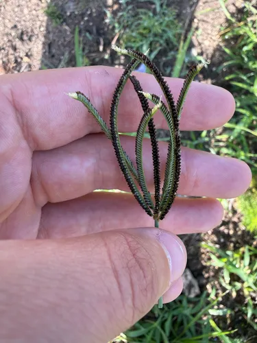Pinewoods Fingergrass — photo by frshwtrfan