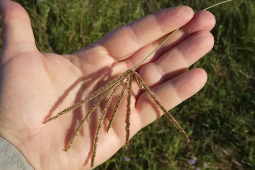 Argentine Fingergrass