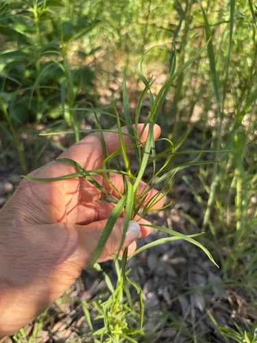 Texas Goldentop