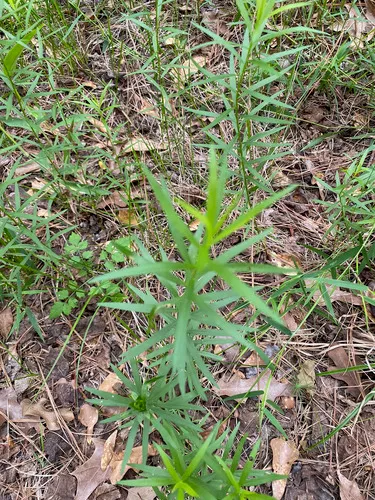 Bushy Goldentop