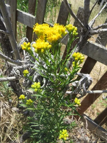 Western Goldentop — photo by Garth Harwood