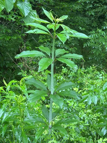 Trumpetweed