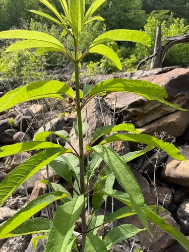 Spotted Joe Pye Weed — photo by dl_hackett
