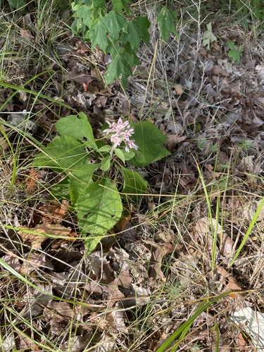 Joe-Pye Weed