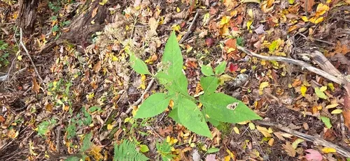 Steele's Eupatorium — photo by Judson Collins
