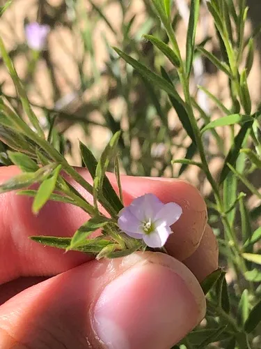 Sand Plain Dwarf Morning-glory