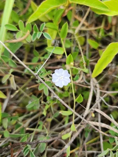 Bindweed Dwarf Morning-glory
