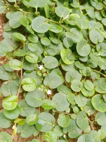 Agracejo Rastrero — photo by Yasandika Gunasinghe