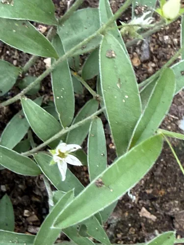 Silver Dwarf Morning-glory