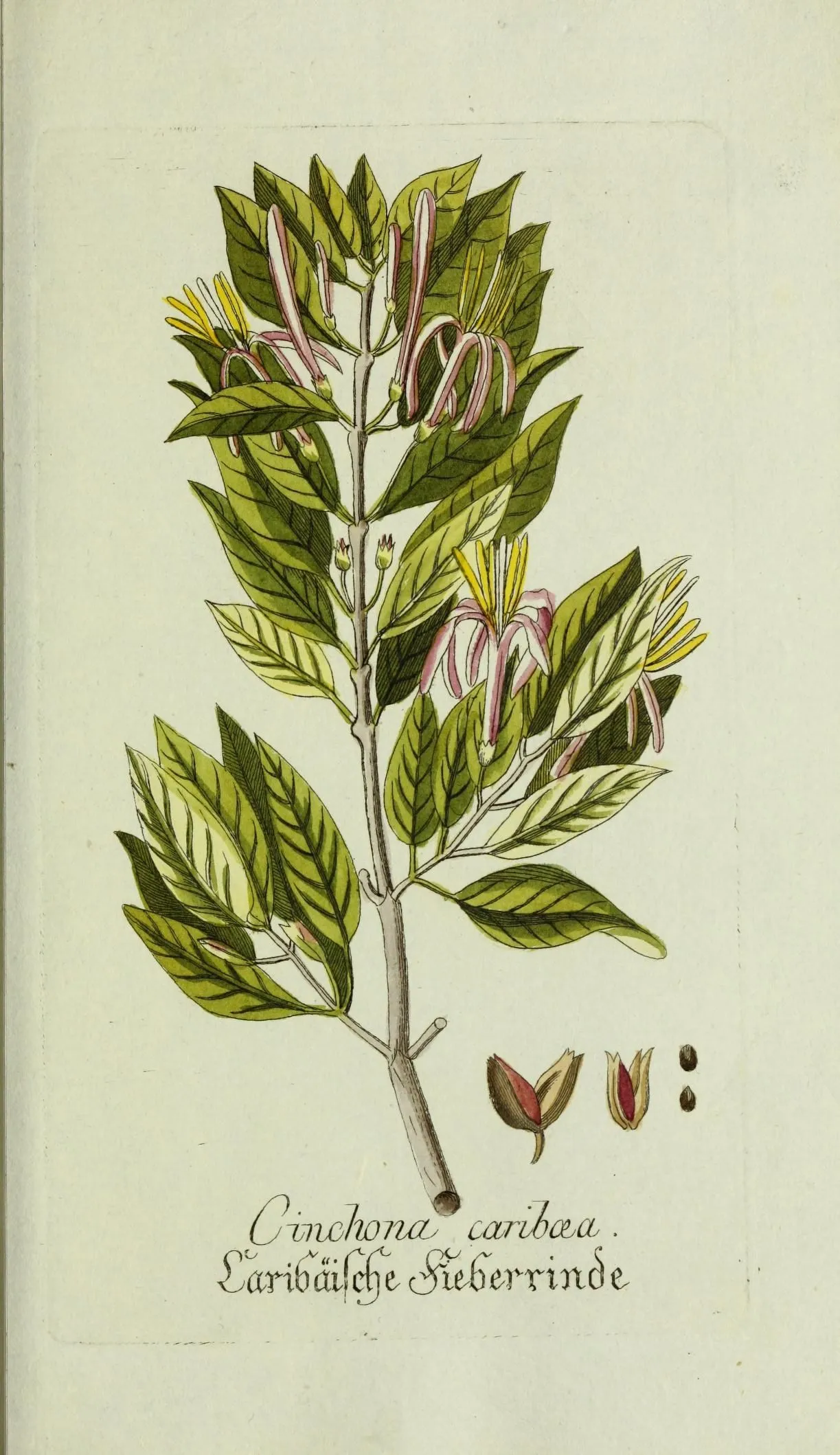 Caribbean Princewood