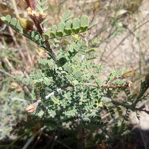 Spiny Kidneywood — photo by Fernando Mondaca Fernandez