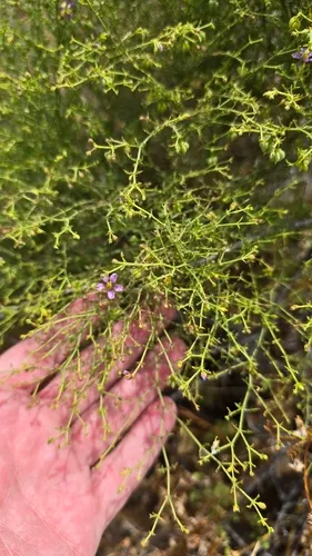 California Fagonbush