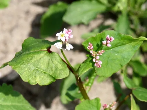 Buckwheat — photo by nicandra711ph