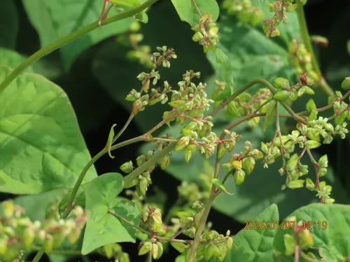 Tartary Buckwheat