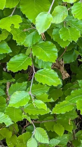 European Beech