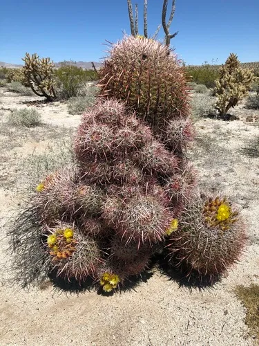 California Barrel Cactus