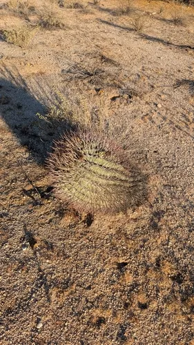Emory's Barrel Cactus