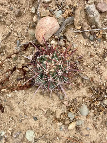 San Diego Barrelcactus