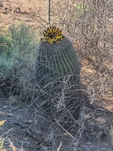 Candy Barrelcactus