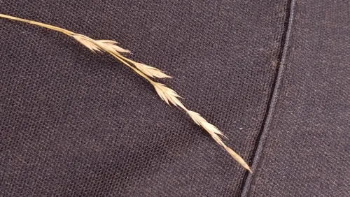 Altai Fescue