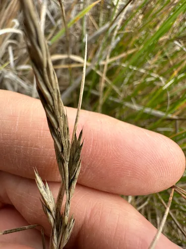 Sand Fescue — photo by Tom Kaye