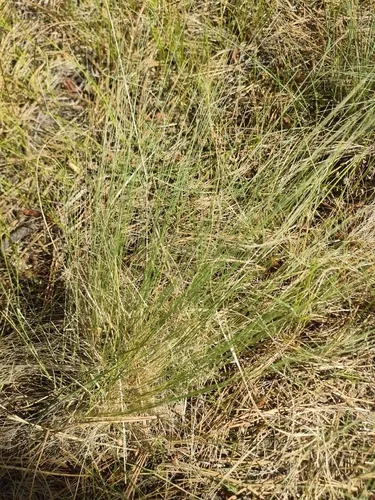 Arizona Fescue