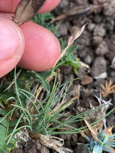 Eared Fescue — photo by Илья Руденко