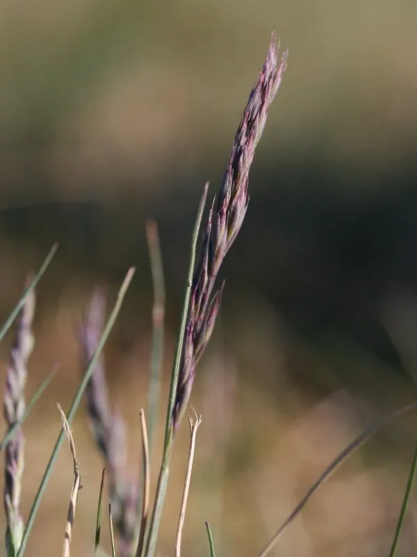 Hard Fescue — photo by Kristian Peters -- Fabelfroh 12:57, 5 May 2007 (UTC)