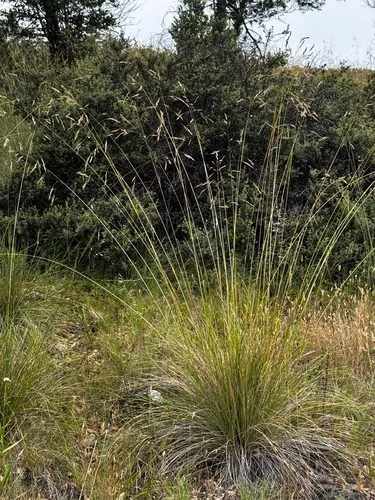 California Fescue — photo by Sarah Reid