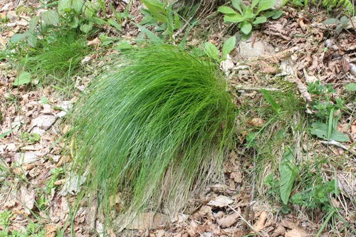 Variousleaf Fescue — photo by albertorota