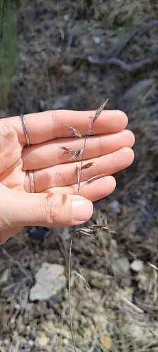 Idaho Fescue — photo by jfeathersmith
