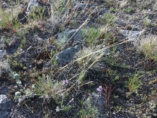 Tundra Fescue — photo by Казаков Mаксим